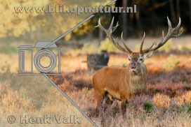 website Henk Valk